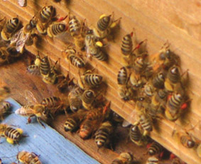 abejas colectando gaucho