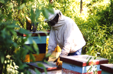 Humberto Orquera, apicultor de Salta