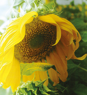 Polen - Helianthus annus - girasol - sunflower